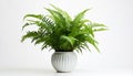 Boston Fern, isolated, white background. Royalty Free Stock Photo