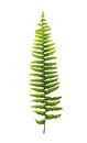 Boston fern leaves on white background