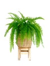 Boston fern Royalty Free Stock Photo