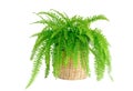 Boston fern Royalty Free Stock Photo