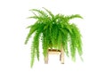 Boston fern Royalty Free Stock Photo