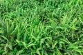 Boston fern Nephrolepis exaltata, green field, background - Pembroke Pines, Florida, USA