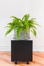 Boston fern plant in a black and white basket