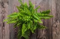 Boston fern plant