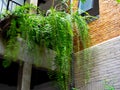 Boston fern plant (Nephrolepis exaltata Bostoniensis) hanging on balcony upstairs on concrete wall building background. Royalty Free Stock Photo