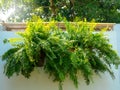 Boston fern plant (Nephrolepis exaltata Bostoniensis) hanging on basket on white wall building background. Royalty Free Stock Photo