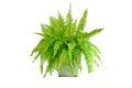 Boston fern Royalty Free Stock Photo