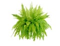 Boston fern Royalty Free Stock Photo