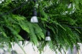 Boston ferns Nephrolepis exaltata outdoors among string lights