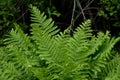 Boston Ferns in the woods of NH