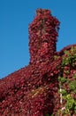 Boston Ivy Royalty Free Stock Photo