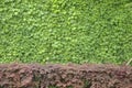 Boston ivy Royalty Free Stock Photo