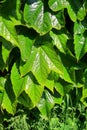 Boston Ivy also known as Parthenocissus tricuspidata Royalty Free Stock Photo