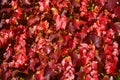 Boston ivy in autumn in various shades of red color. The creeping plant as a seasonal background.