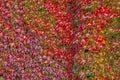 Boston Ivy - autumnal leaves Parthenocissus tricuspidata