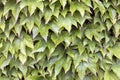 Boston Ivy Climbing Vines Background Royalty Free Stock Photo