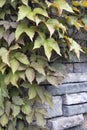 Boston Ivy Climbing Vines Royalty Free Stock Photo