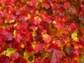 Boston ivy, creeper plant Parthenocissus tricuspidata in fall, vivid red and yellow colors, natural texture, close-up Royalty Free Stock Photo