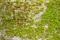 Boston ivy (creeper) on a wall