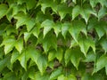 Foliage of Boston ivy grape ivy, or Japanese ivy, Japanese creeper, or woodbine; Parthenocissus tricuspidata covering the wall