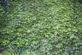 Boston ivy, growing on a steep wall Royalty Free Stock Photo