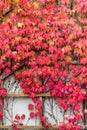 Boston Ivy leaves Royalty Free Stock Photo