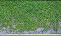 Boston ivy Royalty Free Stock Photo