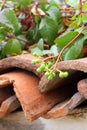 Boston ivy on the old clay tiles