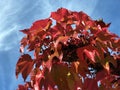 Boston ivy Parthenocissus tricuspidata, Grape ivy, Japanese ivy, Japanese creeper, Woodbine, Dreispitzige Jungfernrebe