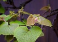 Boston ivy Parthenocissus tricuspidata young vine leaves Royalty Free Stock Photo