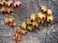 Boston Ivy Spring Growth Royalty Free Stock Photo