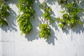 Boston Ivy on White Concrete Wall Royalty Free Stock Photo