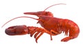 Boston lobster isolated on white