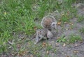 Boston Ma, 30th June: Squirrel in Boston Common from Downtown Boston in Massachusettes State of USA