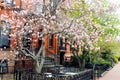 BOSTON MAGNOLIAS IN BACK BAY IN THE SPRING Royalty Free Stock Photo