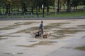 Boston, Massachusetts - October 25, 2018 - Dog walker with six dogs in park. Royalty Free Stock Photo