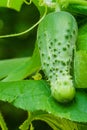 Boston pickling cucumber growing on vine Royalty Free Stock Photo