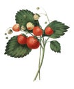 The Boston Pine Strawberry 1852 By Charles Hovey, A Vintage Illustration Of Fresh Strawberries. Digitally Enhancedby Rawpixel.
