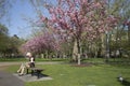 Boston Public Garden with first signs of spring Royalty Free Stock Photo