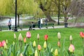 Boston Public Garden in the Spring Royalty Free Stock Photo