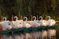 Boston;s famed swan boats Royalty Free Stock Photo