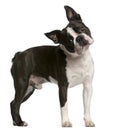 Boston Terrier, 1 Year Old, Standing