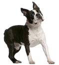 Boston Terrier, 1 year old, standing