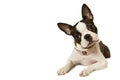 Boston terrier Royalty Free Stock Photo