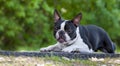 Black and white Boston Terrier in a park. Liing in the sidewalk.