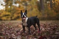 Boston terrier in autumn leaves