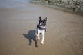 Boston Terrier at the Beach Royalty Free Stock Photo