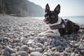 Boston Terrier at the Beach Royalty Free Stock Photo