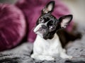 Boston Terrier on the Bed