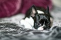Boston Terrier on the Bed